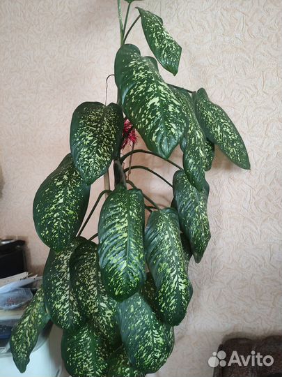 Диффенбахия