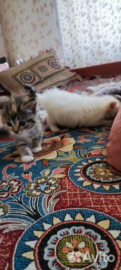 Котята привезём до подъезда, забирайте