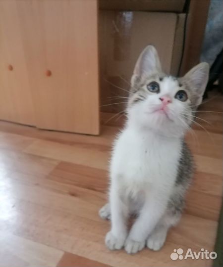 Котик Фиксик