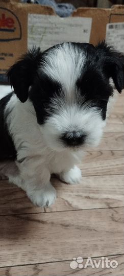 Маленькая собака