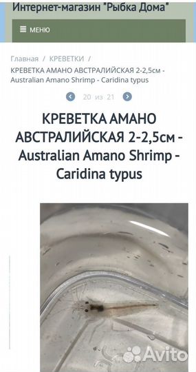 Креветка амано австралийская Australian Caridina