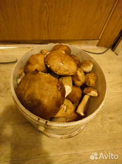 Грибы белые