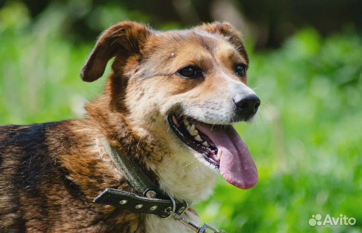 Отдам в хорошие руки