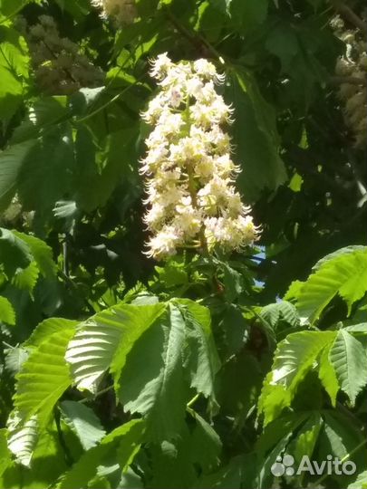 Саженцы каштана конского