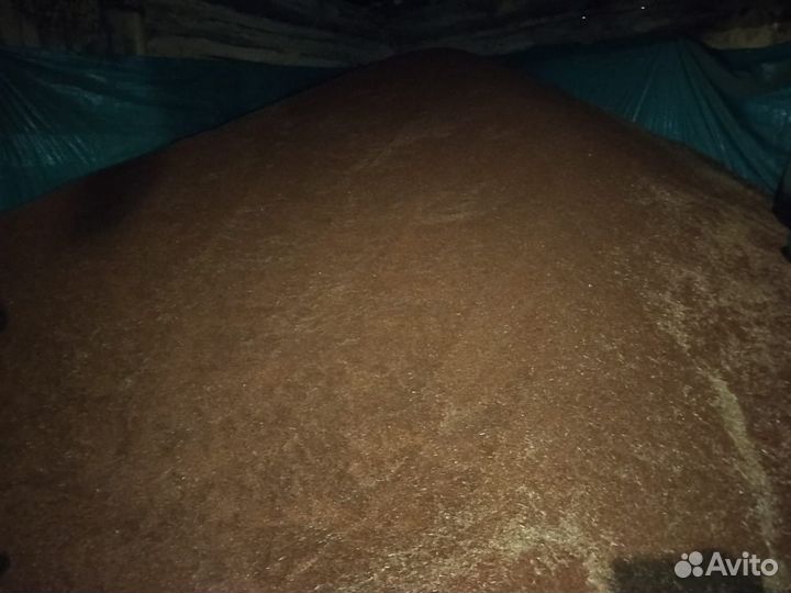 Продам лён масличный «Северный» на семена