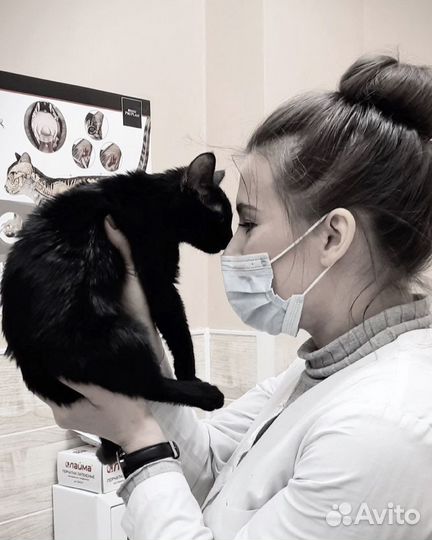 Ветеринарный дерматолог