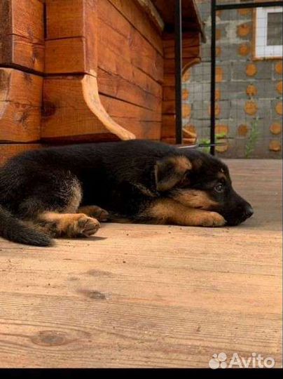 Щенки немецкой овчарки