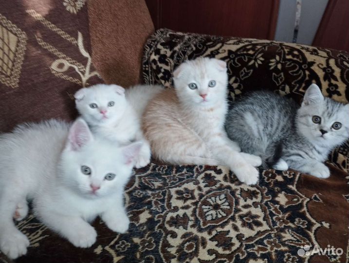 Британские котята