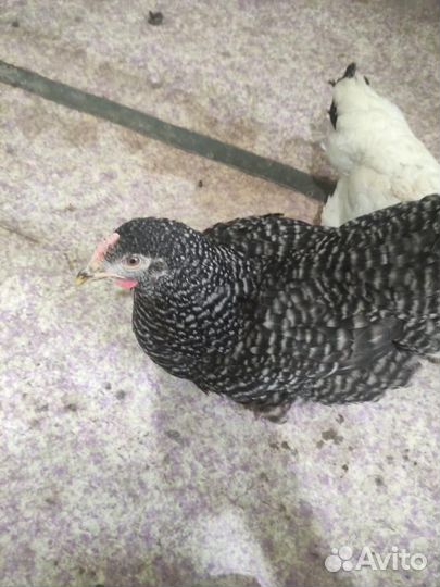 Куры молодки несушки