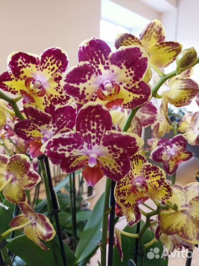 Орхидея фаленопсис много, разные, цветут, бабочки