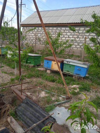 Пасека, пчелосемьи, улья