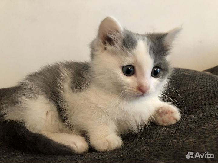 Котенок-девочка