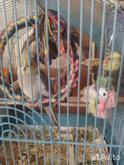 Попугай корелла