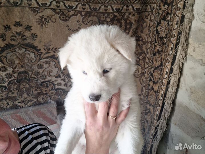 Собаки щенки