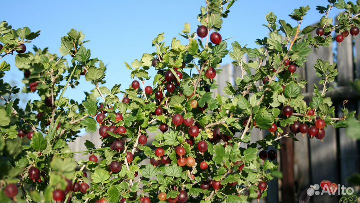 Крыжовник бесшипный Командор с1