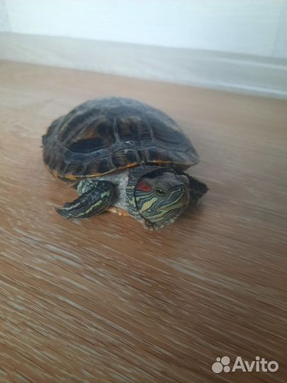 Черепаха
