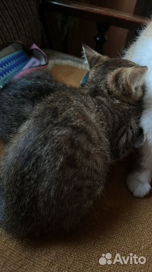 Отдам котенка в добрые руки