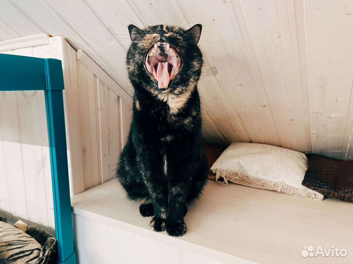 Кошка