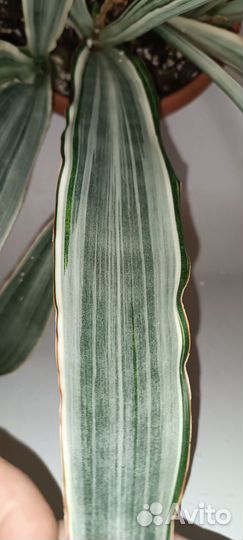 Сансевиерия металлика
