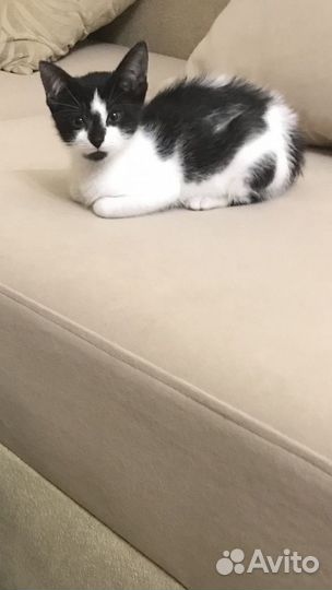 Котенок 2 месяца
