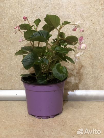 Бегония вечноцветущая