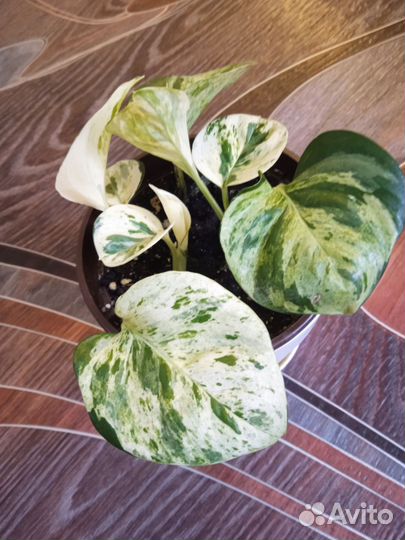 Сциндапсус Хеппи лиф (комнатный цветок)