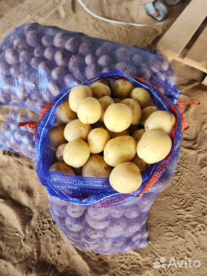 Семенной картофель