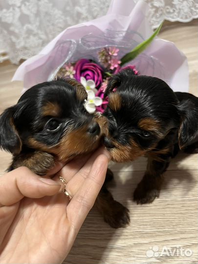 Йоркширский терьер