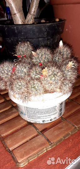 Продам кактус Маммилярия