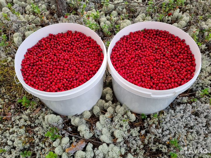 Брусника свежая