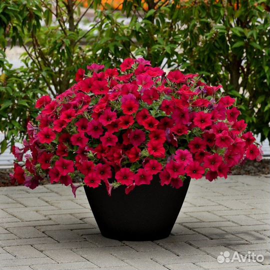 Петуния ампельная