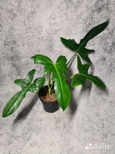 Филодендрон Голден дракон