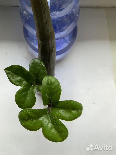 Замиокулькас зензи