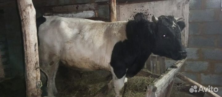 Бык и телка