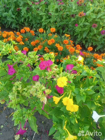 Семена мирабис (ночная красавица)