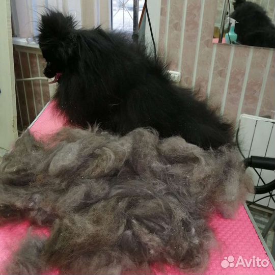 Стрижка собак и кошек