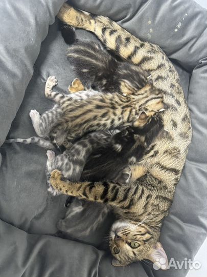 Бенгальские котята