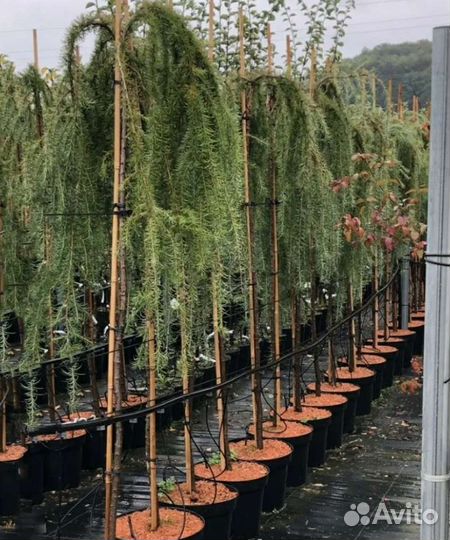 Лиственница пендула