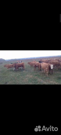 Бычки и телки породы Герефорд и Лимузин