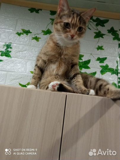 Кошка в добрые руки