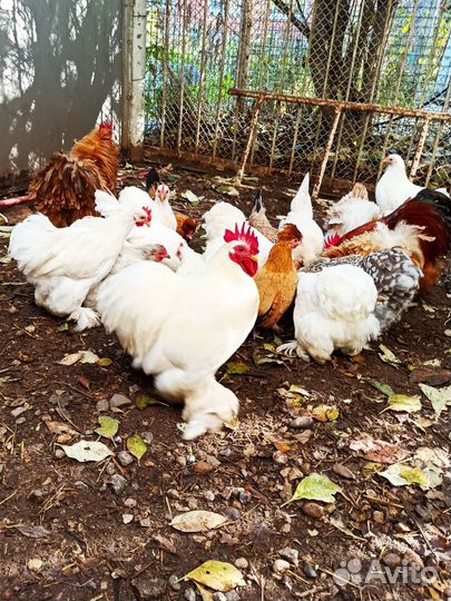 Карликовые кохинхины семья