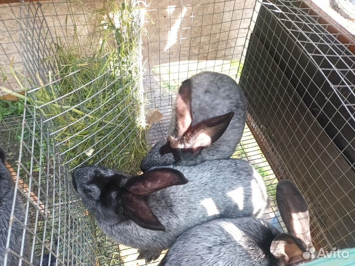 Кролики серебристые (Полтавское серебро)