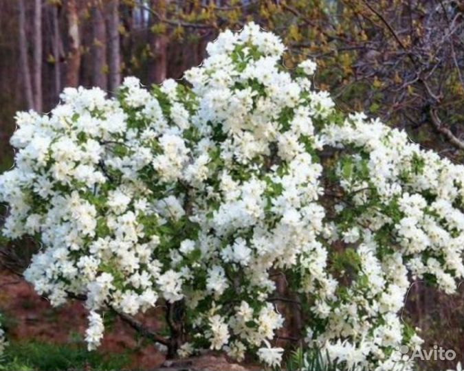 Экзохорда мэджикал саженец