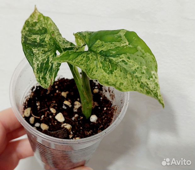 Сингониум ангустатум шот