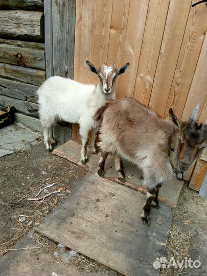 Козлята