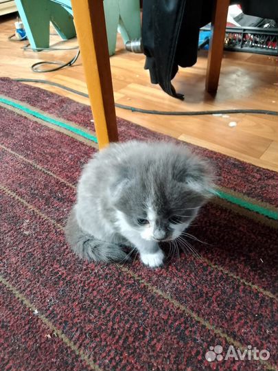 Шотландская вислоухая