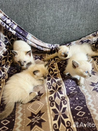 Котята в добрые руки