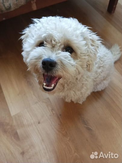 Мальтипу вязка