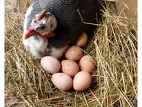 Яйца домашнии кур, цесарок, индюшек, гусей, уток