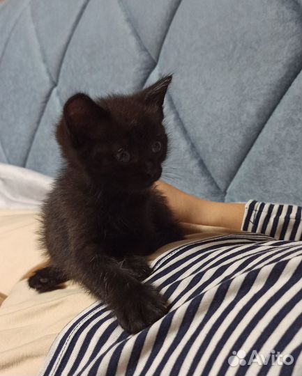 Котёнок
